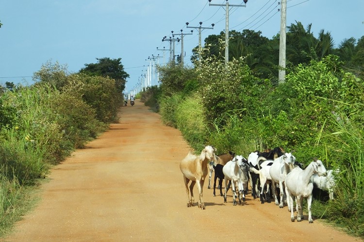 Onderweg naar Jaffna, Sri Lanka